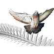 Bird spikes